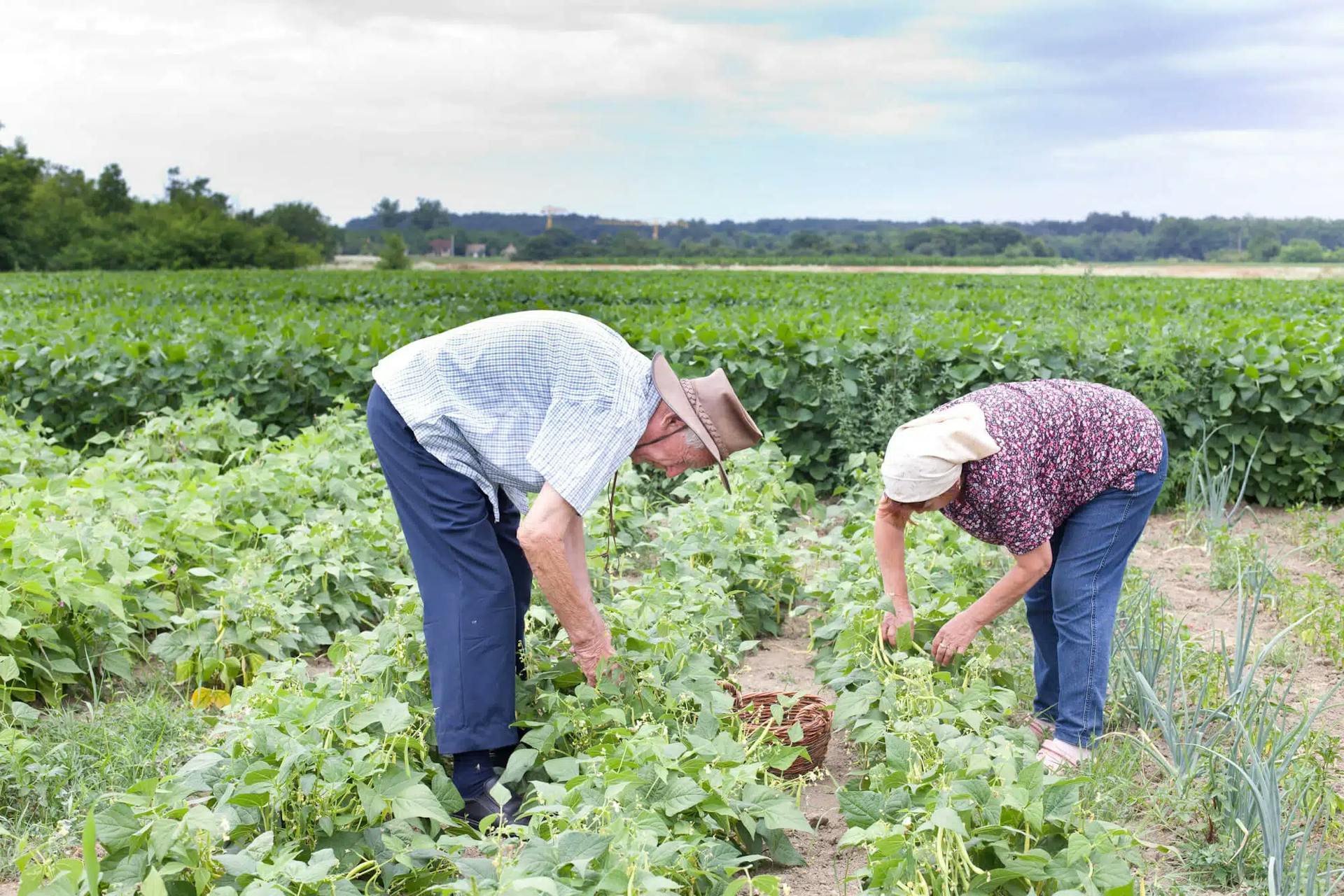 Guia Prático da Aposentadoria por Idade Rural