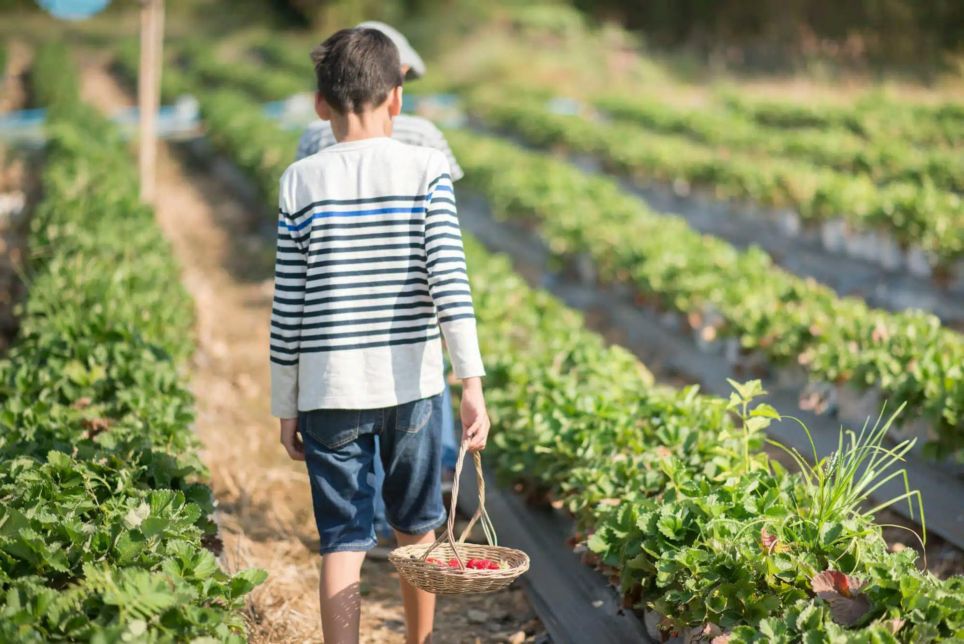 STJ admite o cômputo do trabalho rural anterior aos 12 anos de idade