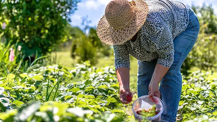 Aprovado auxílio para agricultores familiares afetados pela pandemia da Covid-19