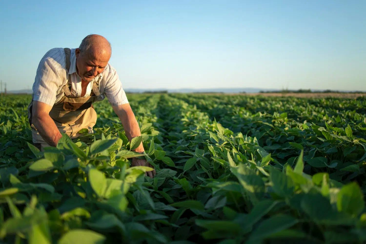 Aposentadoria por idade rural e descontinuidade: entenda!